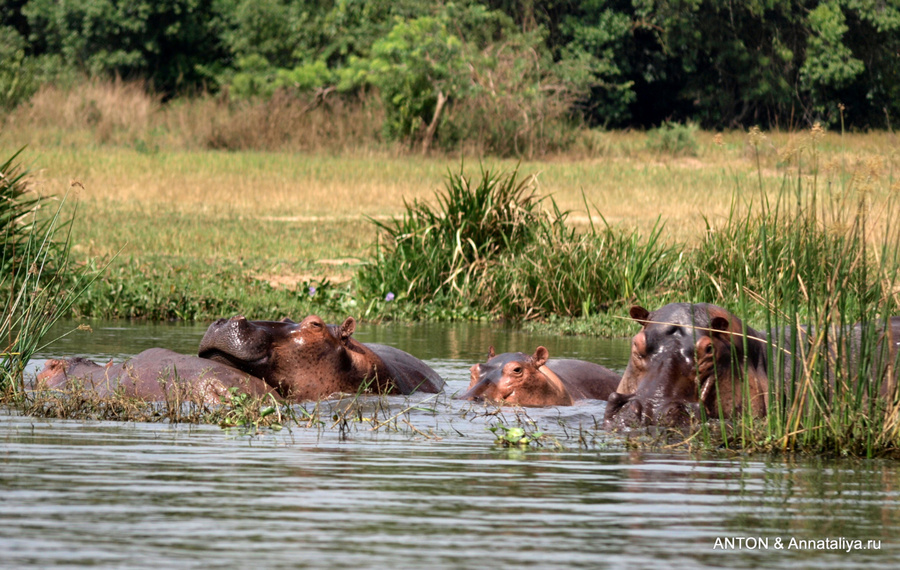 Аааа-африка!.. - часть 4. Водное сафари по Нилу Мёрчисон-Фоллс Национальный Парк, Уганда