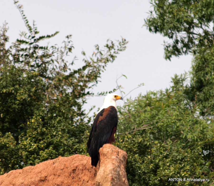 Белоголовый орлан Мёрчисон-Фоллс Национальный Парк, Уганда