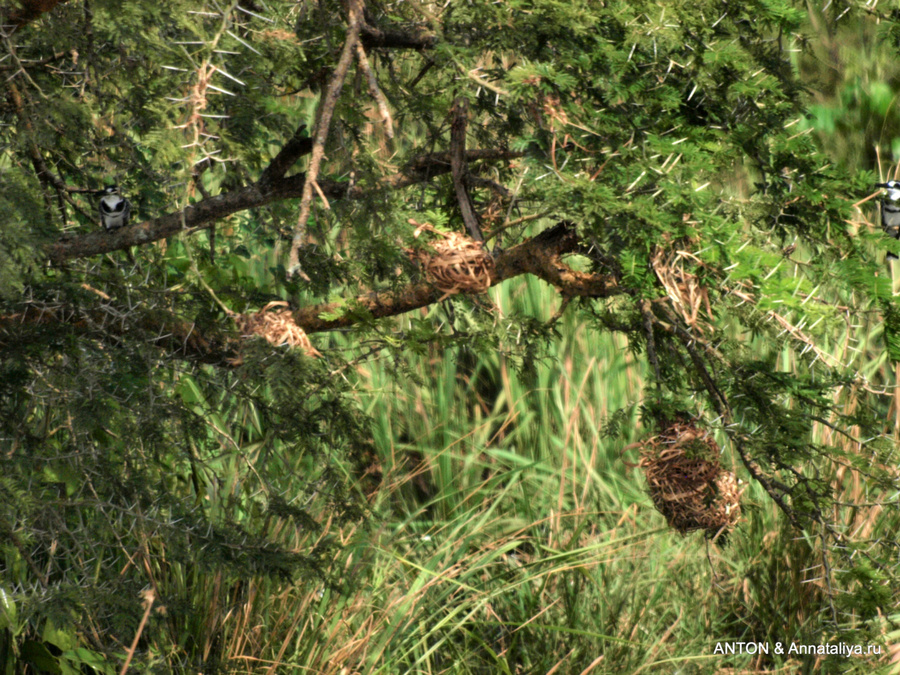 Чьи-то гнезда Мёрчисон-Фоллс Национальный Парк, Уганда