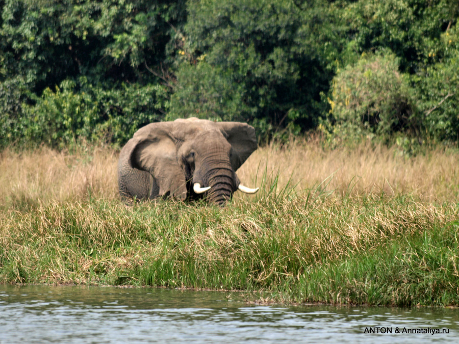 Слоник Мёрчисон-Фоллс Национальный Парк, Уганда