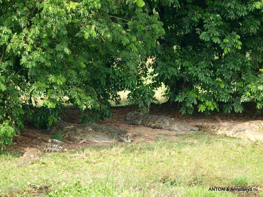 Крокодилы Мёрчисон-Фоллс Национальный Парк, Уганда