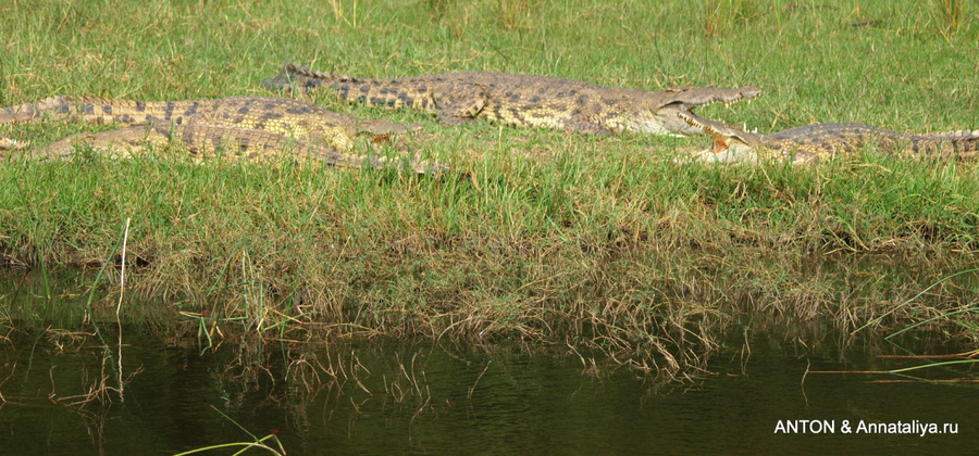 Аааа-африка!.. - часть 4. Водное сафари по Нилу Мёрчисон-Фоллс Национальный Парк, Уганда