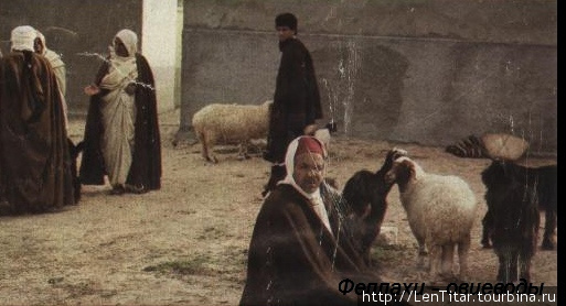 Крестьяне — феллахи  продают овец Эль-Уед, Алжир
