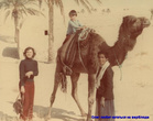 На дромадере — одногорбый сахарский верблюд