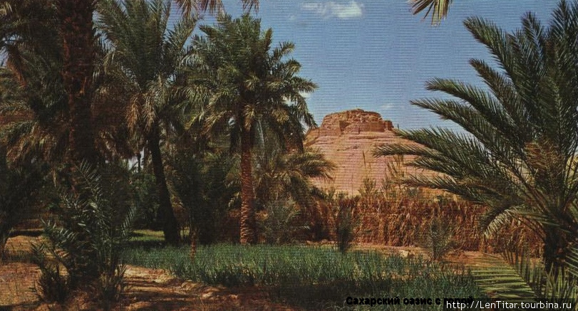 Финиковый сад и чем-то знаменитый курган-гора Эль-Уед, Алжир