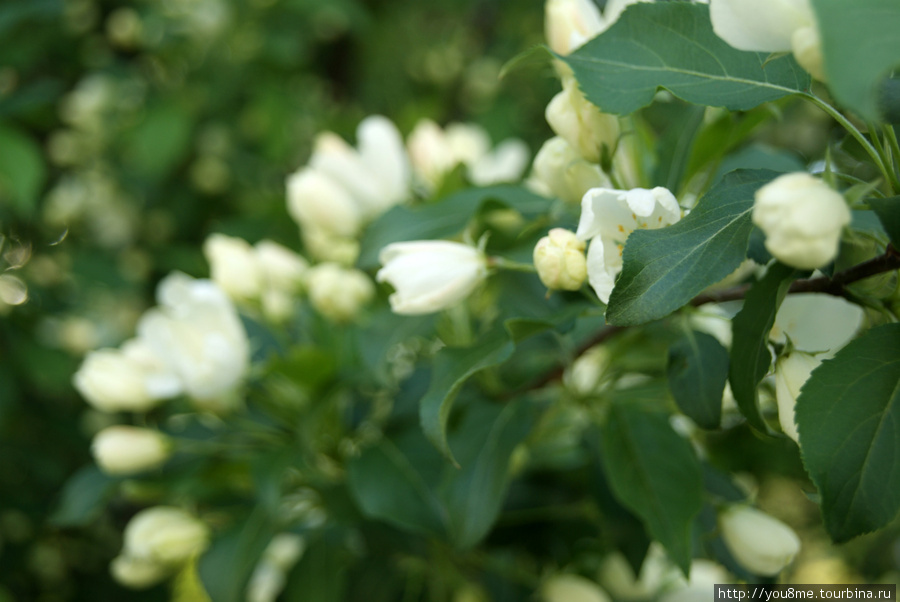 цветущий жасмин Тампере, Финляндия
