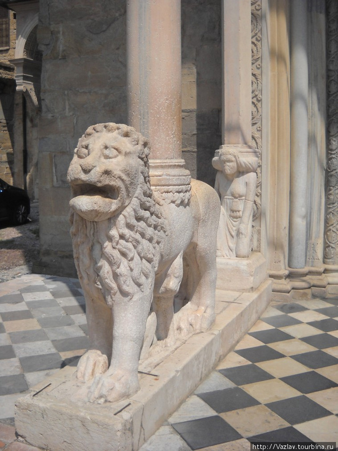 Лев, царь зверей Бергамо, Италия