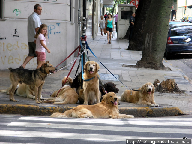 Часто собаки гуляют компаниями Буэнос-Айрес, Аргентина
