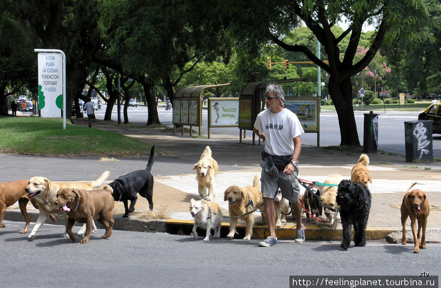 В Буэнос-Айресе есть специальные люди, выгуливающие собак. Собирают их в пучки и ведут на собачью площадку. Собаки снисходительно следуют за своими провожатыми. Буэнос-Айрес, Аргентина