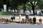 В Буэнос-Айресе есть специальные люди, выгуливающие собак. Собирают их в пучки и ведут на собачью площадку. Собаки снисходительно следуют за своими провожатыми.