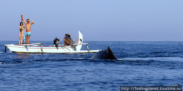Чудо-юдо рыба-кит! Бали, Индонезия