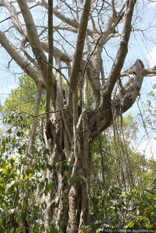 Высокие деревья дают приятную тень Бекан, Мексика