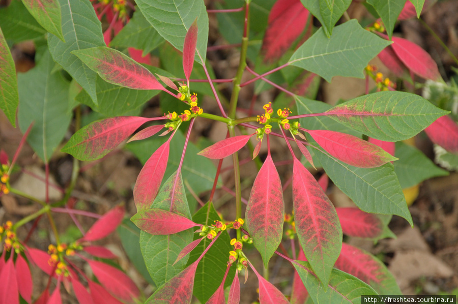 Знатоки тропической флоры, помогите определить название этого растения с декоративными листьями. Шри-Ланка