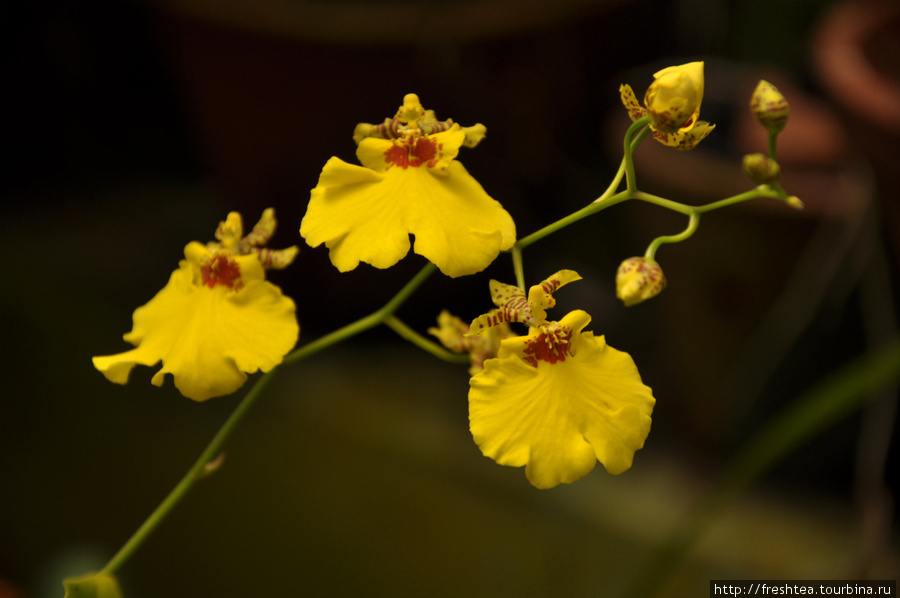 Еще один характерный для Шри-Ланки цветок — мелкоцветная орхидея, которую здесь за форму, напоминающую исполнителей древнего танца вес называают кандийские танцоры (Kandyan dancers). Шри-Ланка