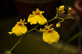 Еще один характерный для Шри-Ланки цветок — мелкоцветная орхидея, которую здесь за форму, напоминающую исполнителей древнего танца вес называают кандийские танцоры (Kandyan dancers).