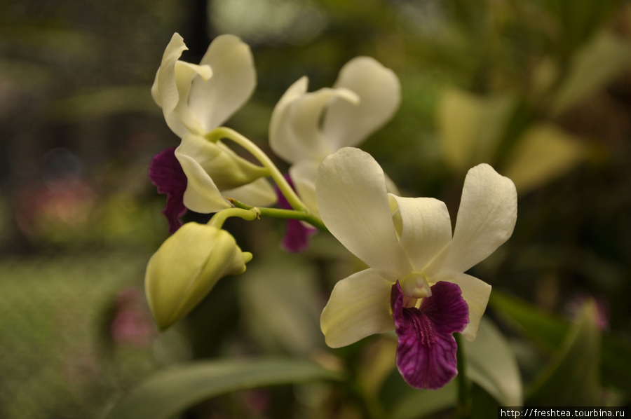 Орхидея с тонко пахнущими цветами из павильона орхидей в Королевском ботаническом саду Перадении под Канди. Шри-Ланка