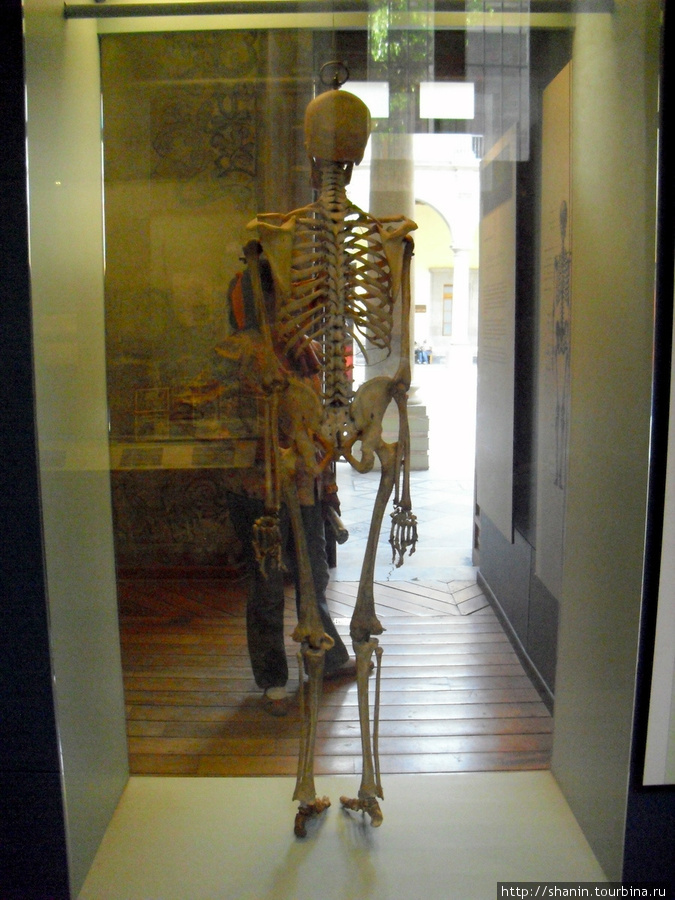 Скелет в шкафу Мехико, Мексика