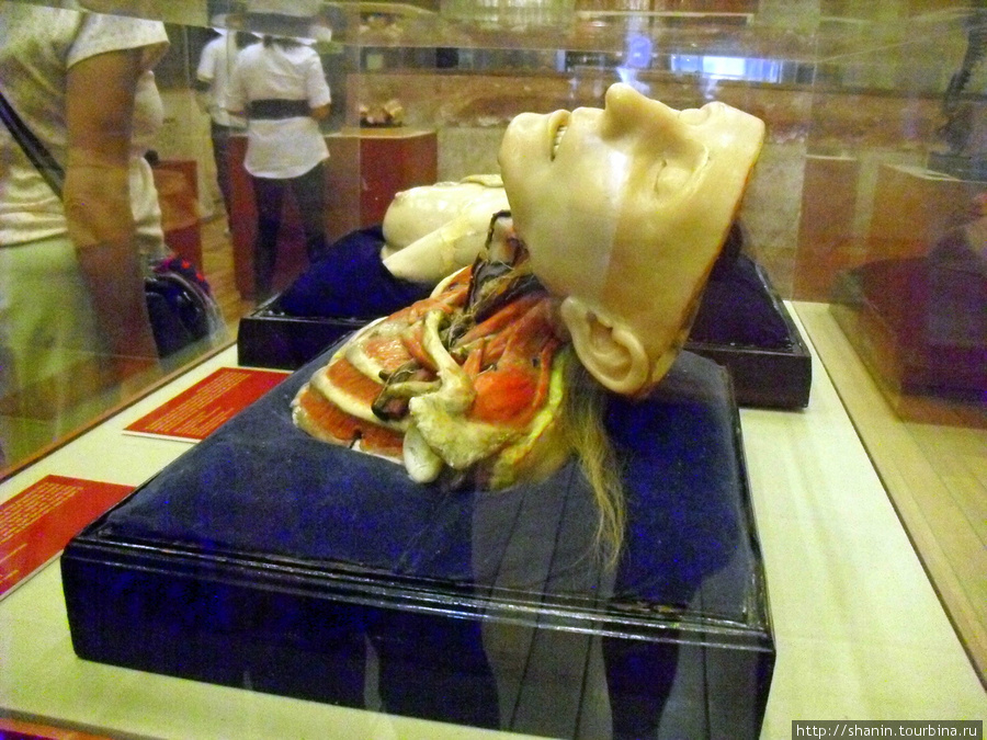 В Музее медицины в Мехико — макет головы Мехико, Мексика