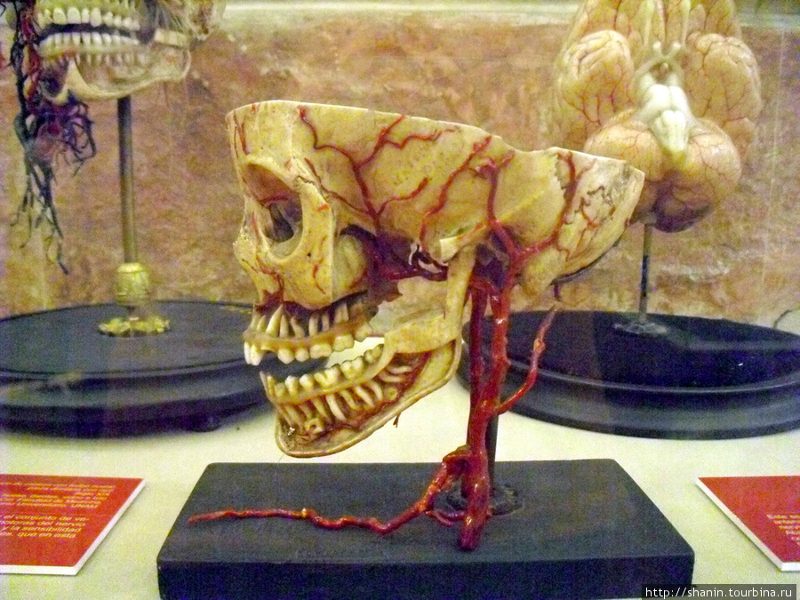 Человеческий череп Мехико, Мексика