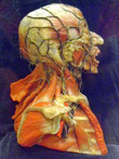 Голова в разрезе в Музее медицины в Мехико