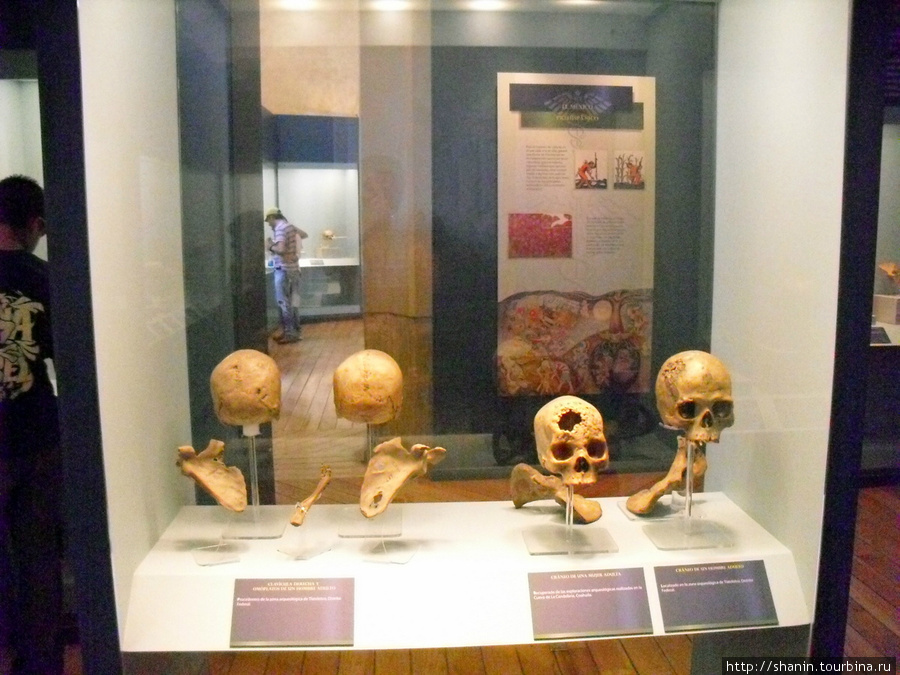 Черепа в Музее медицины в Мехико Мехико, Мексика
