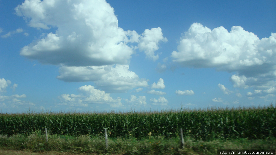 Царица полей — кукуруза. Штат Техас, CША