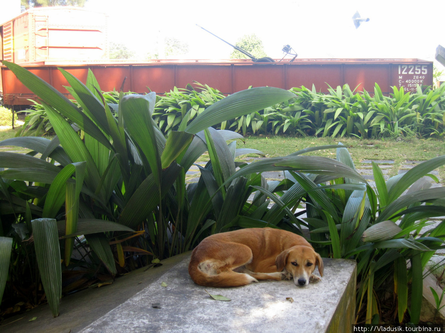 Собака-подозревака Санта-Клара, Куба