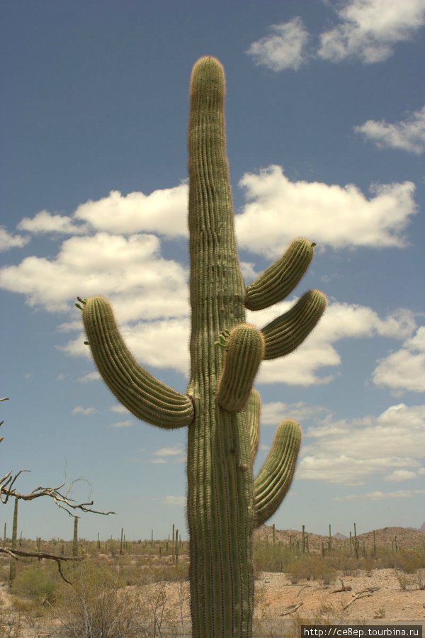 В большинстве своем именно такие радостные кактусы стоят в пустыне Национальный парк Орган Пайп Кактус, CША