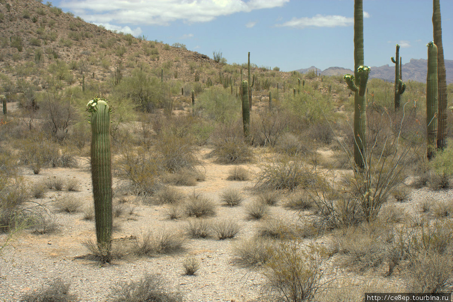 Национальный парк Organ Pipe Cactus Национальный парк Орган Пайп Кактус, CША