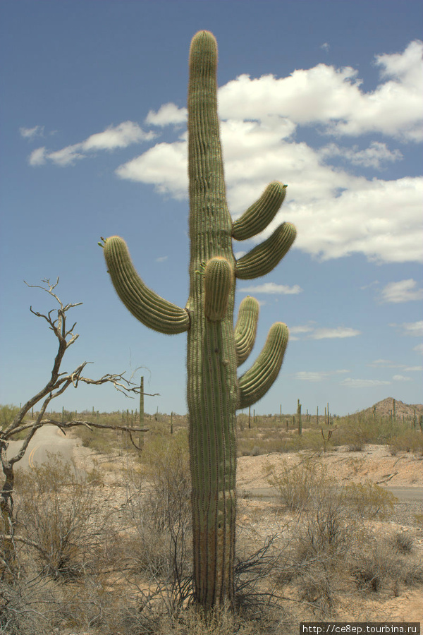 Национальный парк Organ Pipe Cactus Национальный парк Орган Пайп Кактус, CША