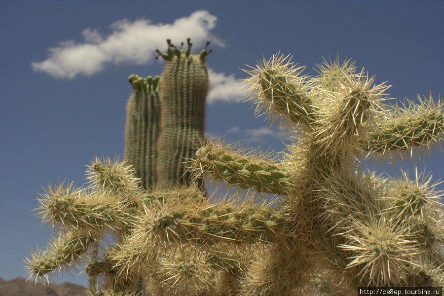 Национальный парк Organ Pipe Cactus Национальный парк Орган Пайп Кактус, CША