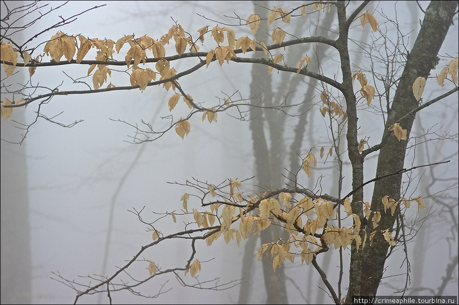 Туманное воскресенье Алушта, Россия