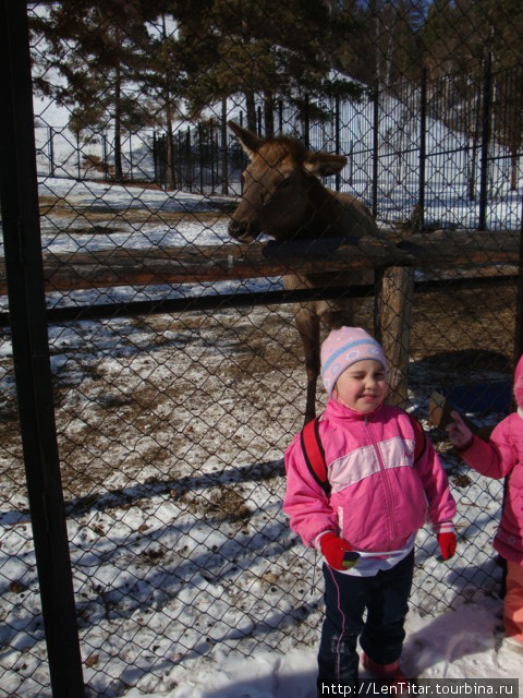 В самом северном зоопарке мира по дороге Якутск - Покровск Покровск, Россия