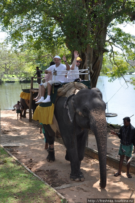 В ожидании своей очереди перед выходом на маршрут: порой в прогулках участвует сразу несколько слонов, так что важно держать дистанцию — дорога местами довольно узкая, чтобы разминуться с идущим навстречу экипажем. Шри-Ланка