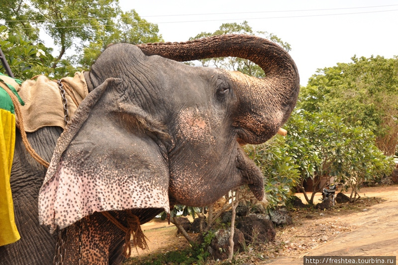 Впрочем, пока слон и седоки ждут очереди, они успевают отработать несколько команд. Чаще всего пассажиры требуют, чтобы слон закидывал хобот к спине (знак приветствия).
Он это делает довольно охотно — в обмен на бананы. Шри-Ланка