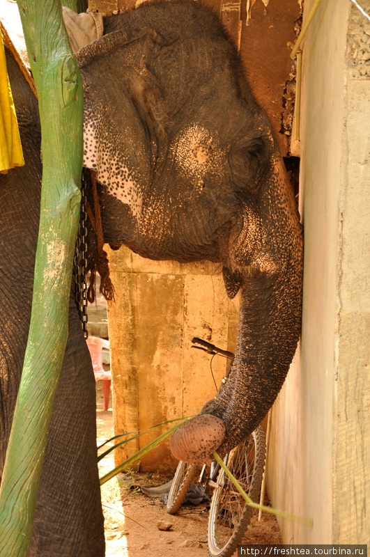 Тем временем слон терпеливо ждет, уперев бугристый лоб или мускулистый хобот в стену хибары, где ведут учет числа пассажиров и выписывают им удостоверения об участии в выездке.
Мне в такие мгновения становится особенно грустно: такая незавидная участь у этих зверей, когда их включили в процесс приема туристов. Шри-Ланка