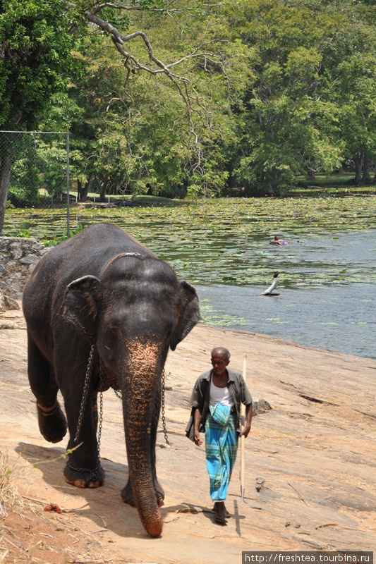 Оседлать слона, или Начальный курс верховой езды Шри-Ланка