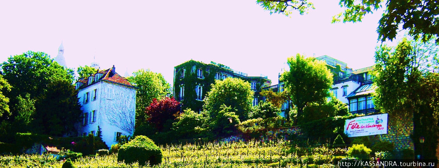 Виноградник Монмартра Париж, Франция