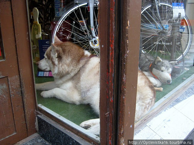 Живая и игрушечная собака в витрине магазинчика. Вена, Австрия