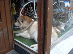 Живая и игрушечная собака в витрине магазинчика.