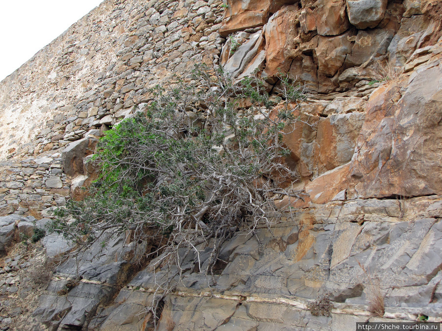 и на камнях ростут деревья Спиналонга остров, Греция