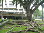 Деревья коренастые вокруг дворца