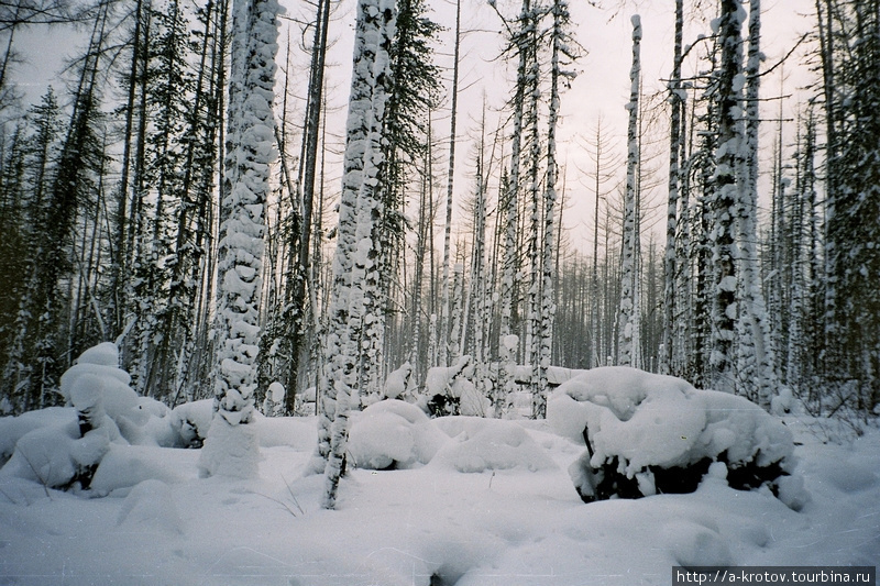 Лес Северо-Енисейский, Россия