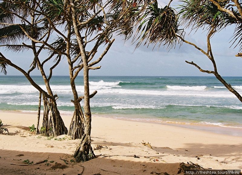 Мангры не просто шагают по песку, выбрасывая длинные корни-опоры, но и дают тень в жару, и укрепляют берег. Шри-Ланка