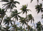 В кадр длиннющие прибрежные пальмы целиком не забрать: вот и прижодится снимать по частям. Верхние этажи эффектно выглядят на фоне кучевых облаков, что на южной оконечности острова — частые гости.