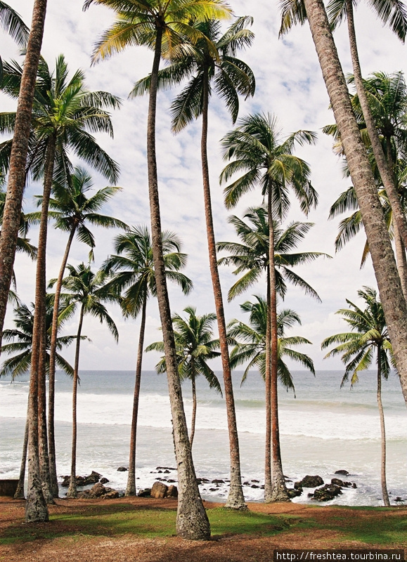Такие пальмовые рощи покрывают спуски к океану вокруг Велигамы. Шри-Ланка