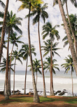 Такие пальмовые рощи покрывают спуски к океану вокруг Велигамы.