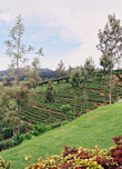 Высокогорные плантации обычно самые аккуратные на острове: рядом с посадками чая — газоны, огородики, клумбы.