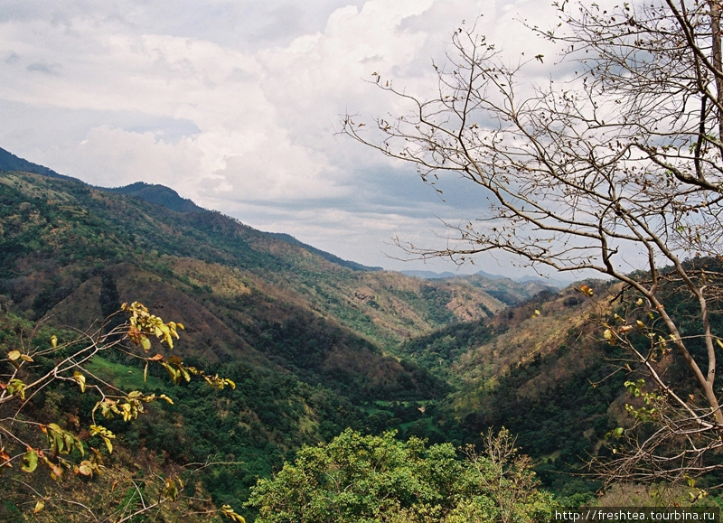Горный массив на Шри-Ланке занимает относительно небольшую площадь, но рельеф его чрезвычайно живописный — ущелья, склоны которых покрыты высокими травами и расттельностью, среди которых привычные нам хвойные породы сочетаются с пальмами разных видов.

Лучшие чайные плантации расположены на высотах от 1300 м и выше: Димбулла, Хаттон, Ува, Нувара Элия. Шри-Ланка