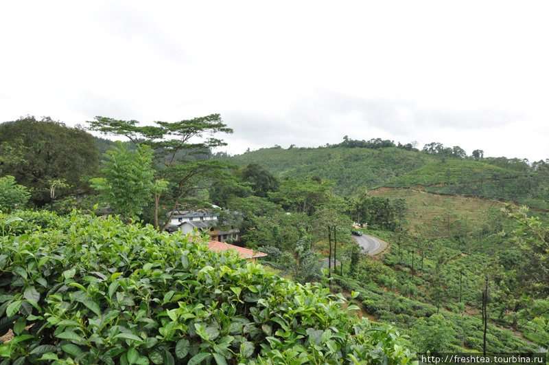 Шоссе петляет сквозь холмы, сплошь засаженные кустами чая, и с верхнего холма можно видеть петли серпантина. Шри-Ланка